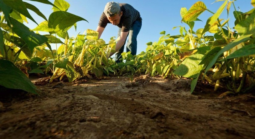 Cómo solicitar los créditos para productores agropecuarios