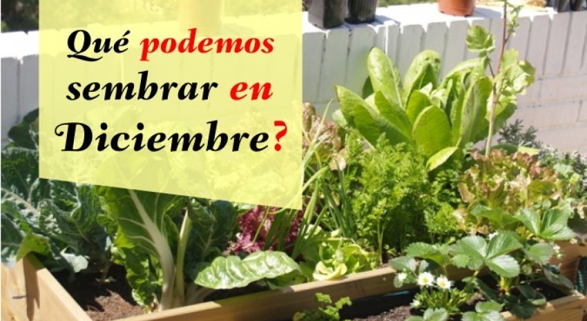 ¿Qué se puede sembrar en el mes de diciembre?