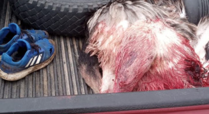 Demoraron a un hombre por caza furtiva con galgos
