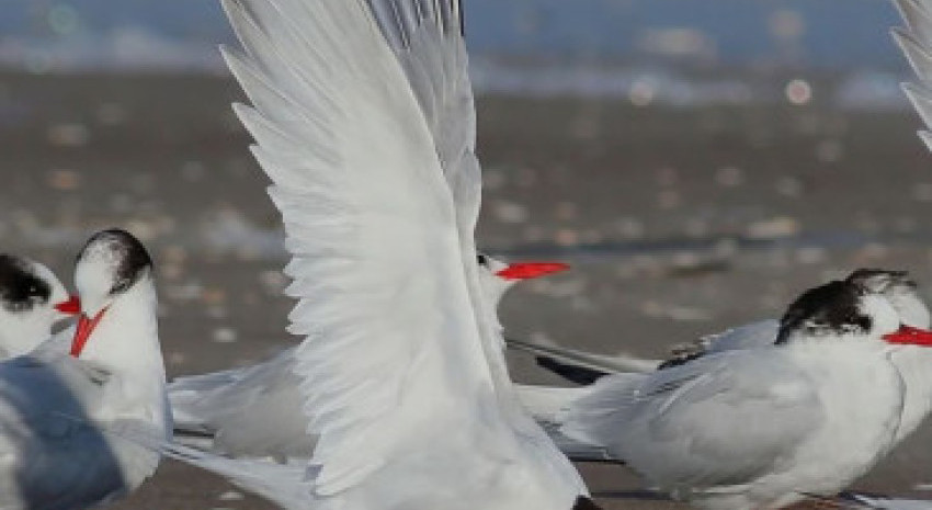 General Lavalle invita a una nueva jornada de observación de aves