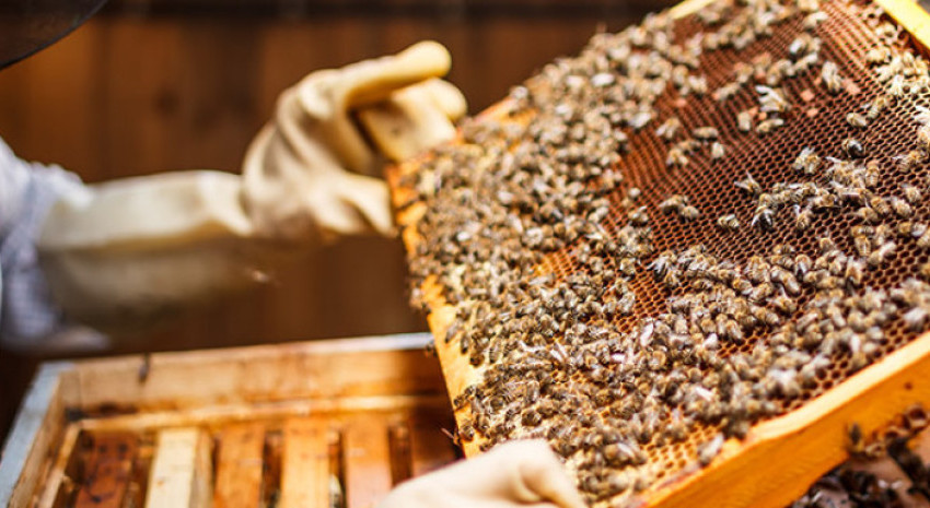 Sigue abierta la inscripción al curso de “Producción Apícola” e
