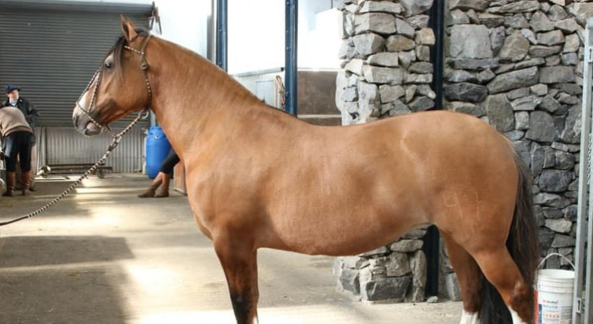 Cómo se transmite la encefalomielitis equina