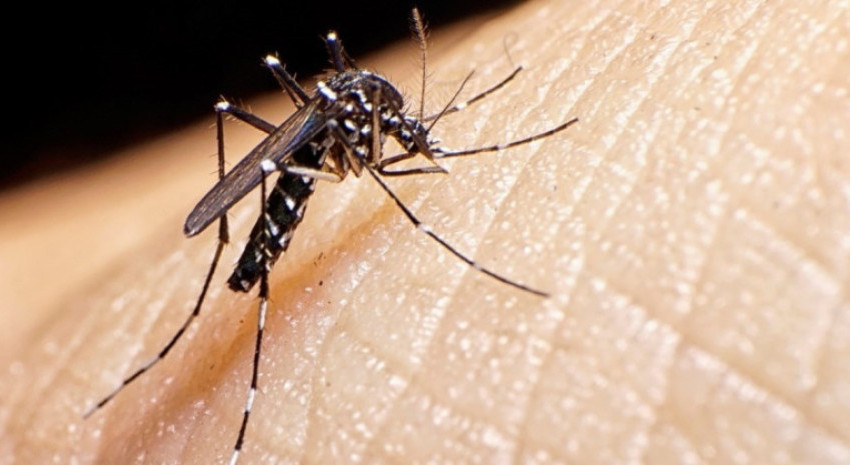 DENGUE: ¿Cuáles son los síntomas y cómo prevenirlo?