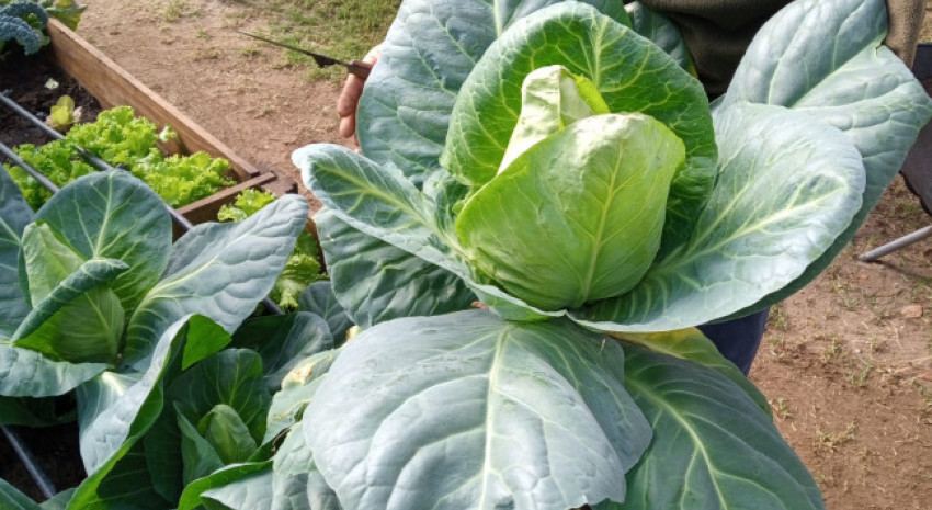 Entrega de verduras frescas al Hospital Municipal