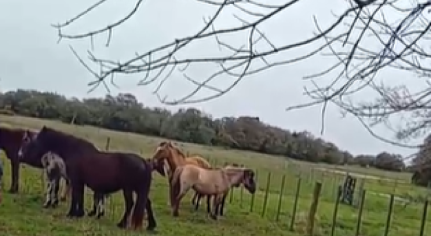 Se remató este martes 16 equinos y un potrillo en General Lavalle