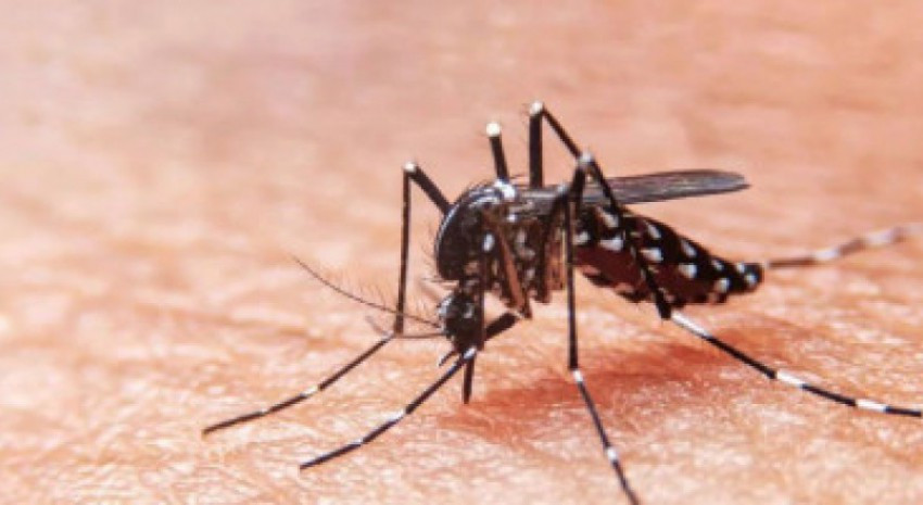DENGUE: ¿Cuáles son los síntomas y cómo prevenirlo?