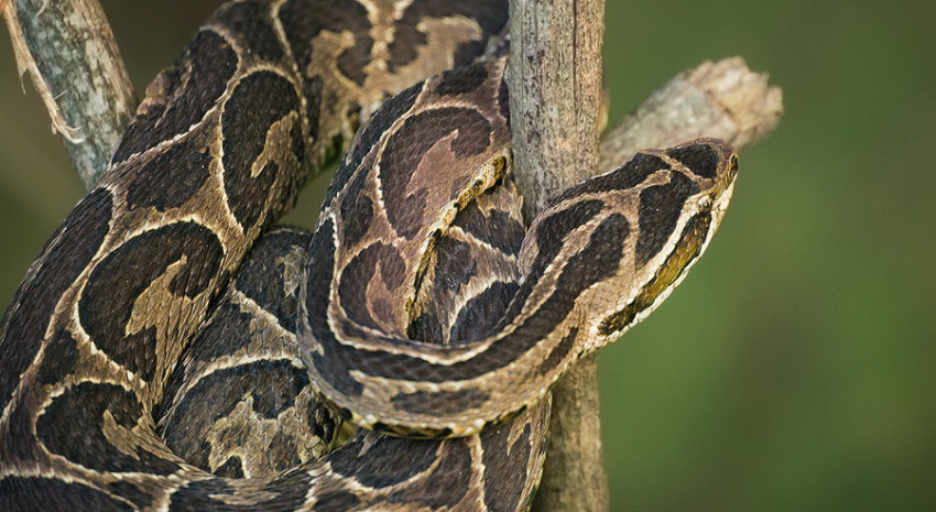 Serpiente Yarará ¿Qué hacer y qué no hacer ante una mordedura?