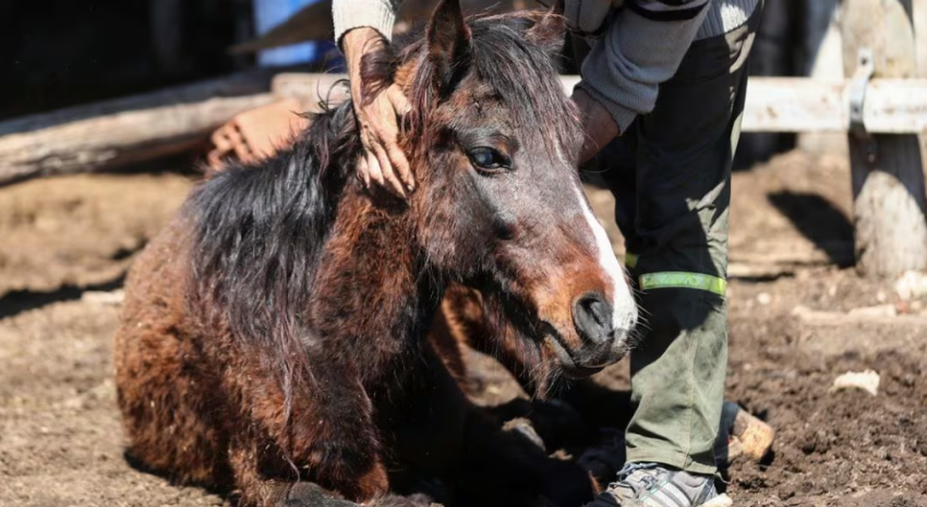 Encefalomielitis equina: Qué es, cómo se transmite y cuál es el rie