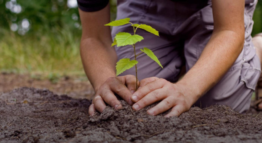 El municipio invita este viernes a plantar árboles en todo el camino