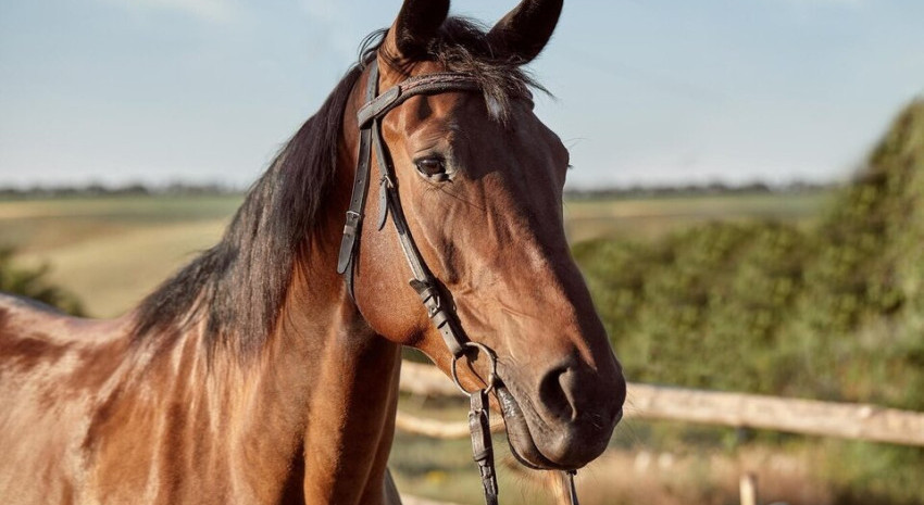 Declaran emergencia sanitaria por casos de encefalomielitis equina