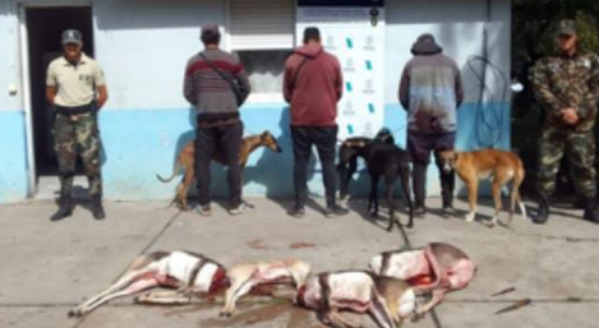 Demoraron a 6 hombres por cazar con perros galgos y sin permisos