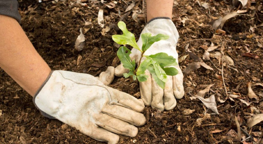 Mañana el municipio invita a plantar árboles en todo el camino al ba