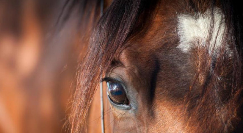 Encefalomielitis equina: Qué es, cómo se transmite y cuál es el rie
