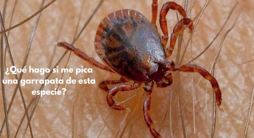 Recordaron qué hacer ante la picadura de una garrapata