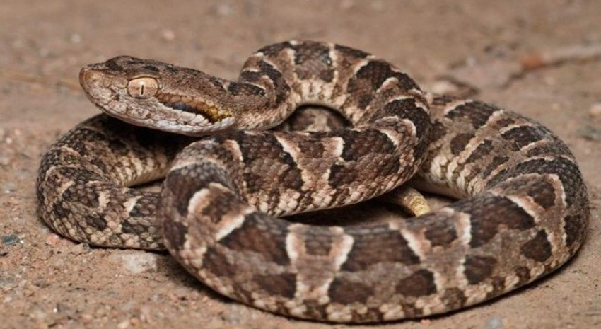 Serpiente Yarará: ¿Qué hacer y qué no hacer ante una mordedura?
