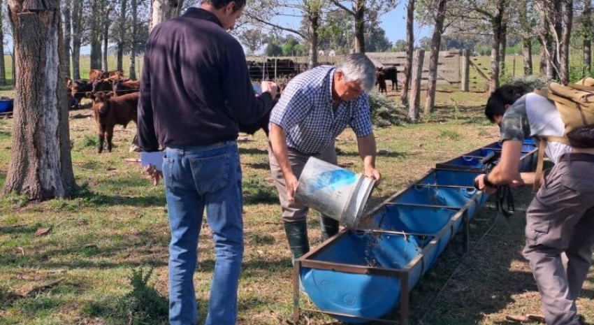 Conocé las recomendaciones del INTA para que el rodeo no decaiga ante