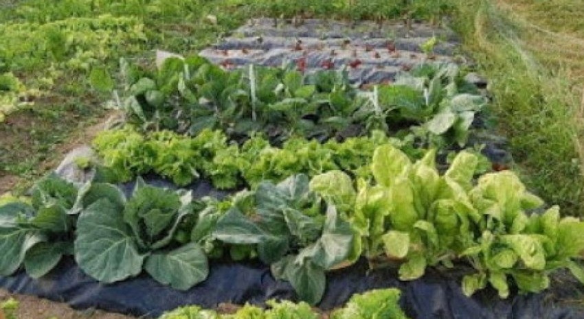 Sigue abierta la preinscripción al curso de “Huerta Familiar” en