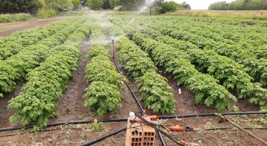 El Área de Producción del municipio visitó una huerta agroecológic