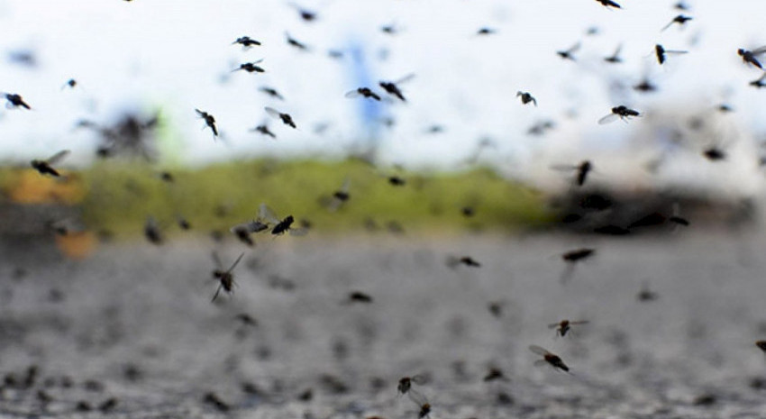 INVASIÓN DE MOSQUITOS: A qué se debe este fenómeno que está afecta