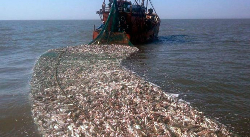 Extendieron el plazo de pesca de corvina rubia y abrieron el registro