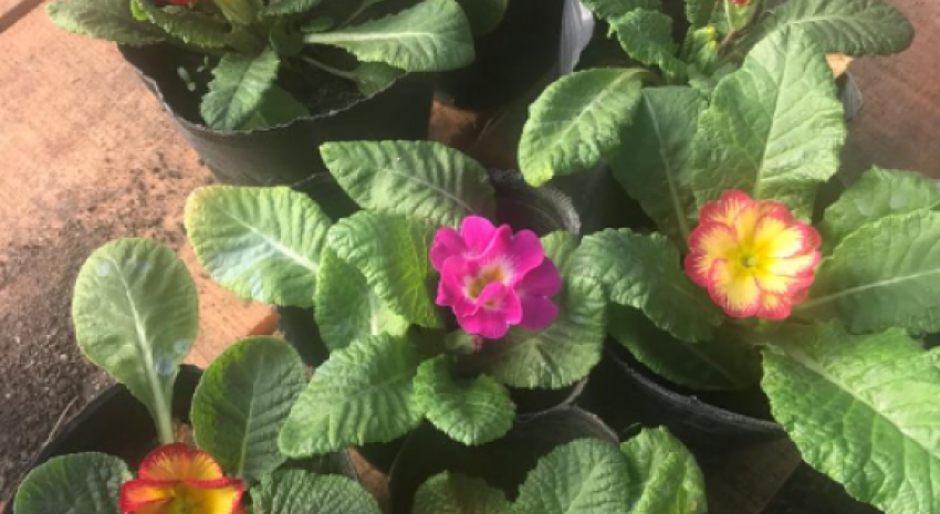 Hoy habrá venta de plantines florales en la Escuela Secundaria N°2 