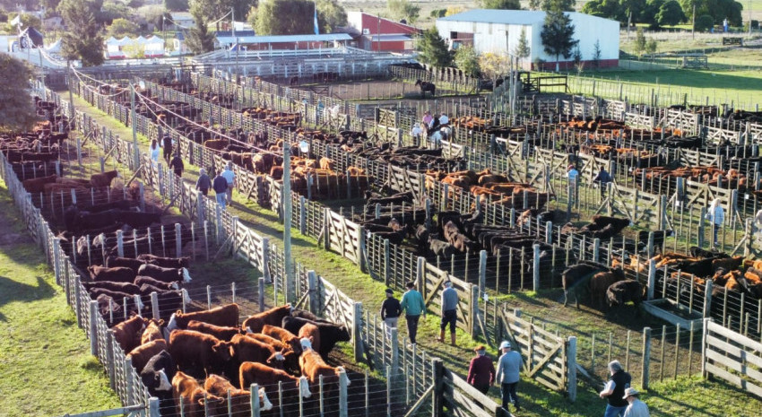 Gran éxito en la Segunda Edición del Gran Remate Terneros del Tuyú