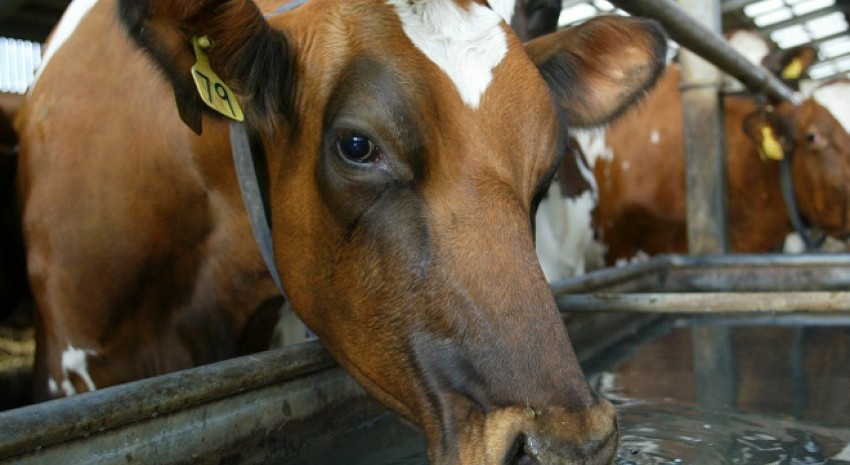 Cómo prevenir el estrés calórico en los animales