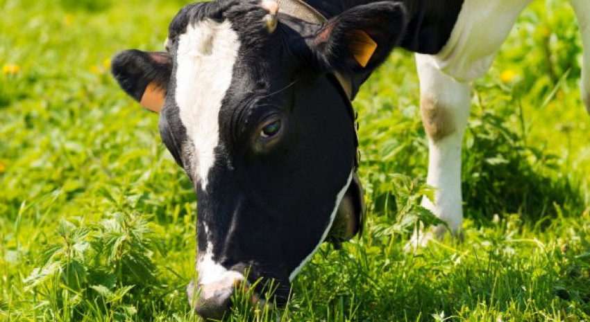 Si tus vacas se alimentan a pasto, ahora vas a poder certificarlas