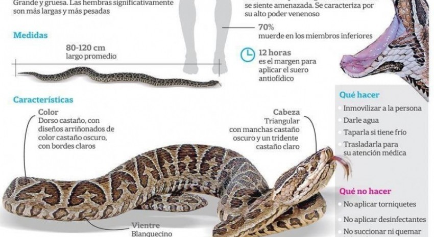 Serpiente Yarará ¿Qué hacer y qué no hacer ante una mordedura?