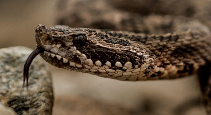 Serpiente Yarará ¿Qué hacer y qué no hacer ante una mordedura?