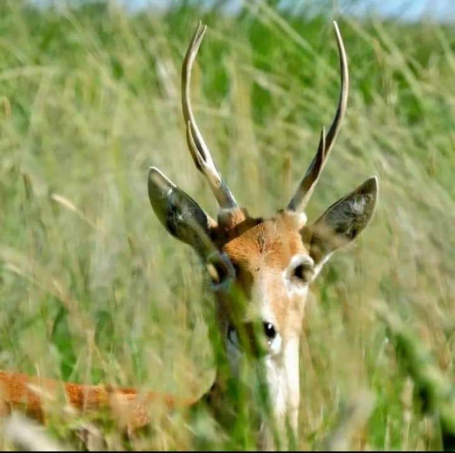 Venado de las Pampas